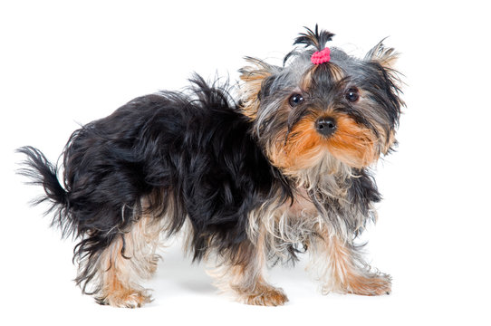 Puppy of the terrier