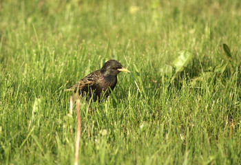 Starling