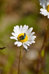 Obraz premium Camomile