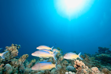 Fototapeta na wymiar ocean, fish and coral