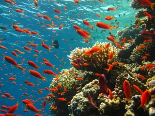  koraalrif © Hennie Kissling
