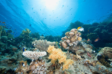 ocean, fish and coral