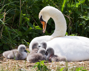 Proud Mother Swan