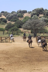 spanische reiter © Petra Eckerl