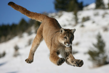 Naklejka premium Mountain Lion jumping