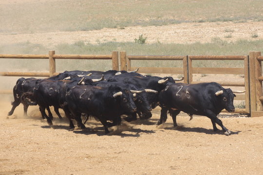 toro bravo - herde