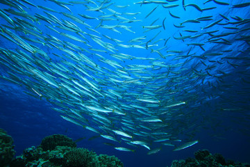 Fototapeta na wymiar Ławica Yellowtail Barracuda i rafa koralowa