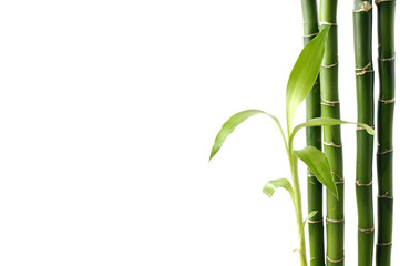 young sprouting bamboo with copy space