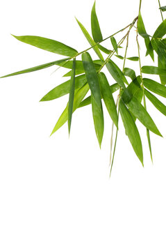 The verdure bamboo leaves