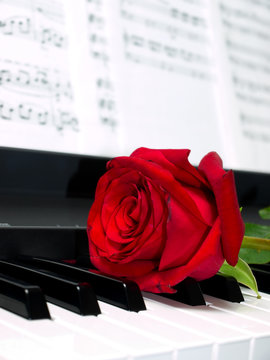 red rose on piano keys