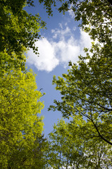 blue sky through trees
