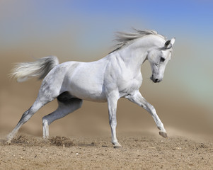 l& 39 étalon de cheval blanc court au galop dans le désert de poussière, peinture de collage