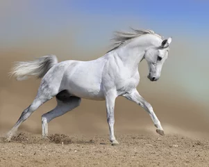 Photo sur Plexiglas Chevaux l& 39 étalon de cheval blanc court au galop dans le désert de poussière, peinture de collage