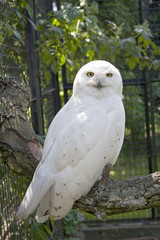 white siberian owl