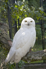 white siberian owl