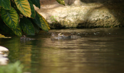 Gavial