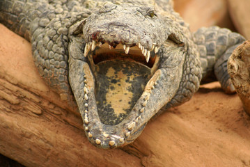 Obraz premium krokodyle