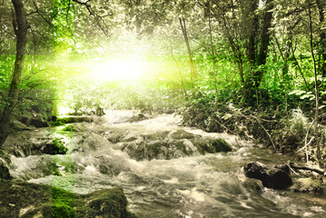 Sunshine in a forest