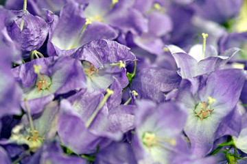 Naklejka premium blume