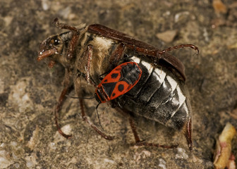 Feuerwanze auf totem Maik&auml;fer