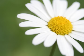 Obraz premium Gänseblümchen Macro 3