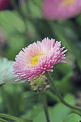 Fototapeta premium blume