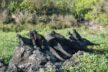 Leguane (Meerechsen) auf Santa Cruz (Galapagos)