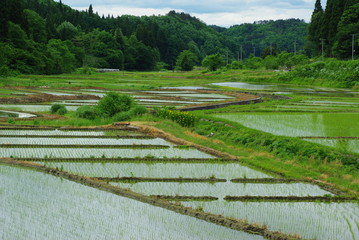 Fototapeta na wymiar Widoki pól ryżowych
