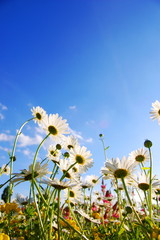 flowers on meadow in summer