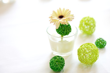 Gerbra als Tischdekoration