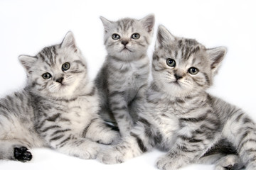 British Shorthair kittens.