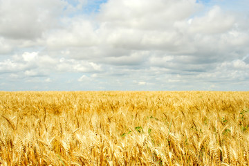 wheat field
