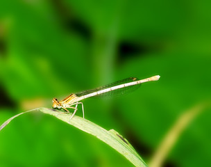 dragonfly on the  blade