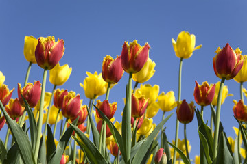 Red Double and yellow tulips against the dark blue sky