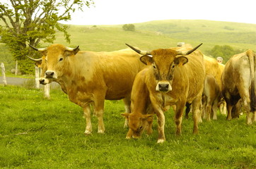 troupeau de vache aubrac