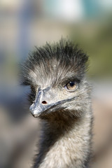 Portrait of the ostrich