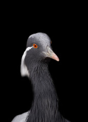 The big grey crane