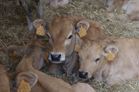 veau aubrac