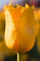 Fototapeta na wymiar A single new yellow tulip