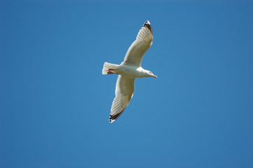 Seagull fly in the blue sky