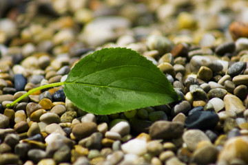 blatt mit kieselsteinen