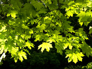 Fototapeta na wymiar leaf maple