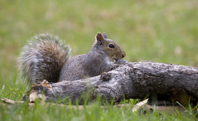 low squirrel