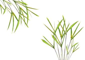 Bamboo Leaf Grass Beauty