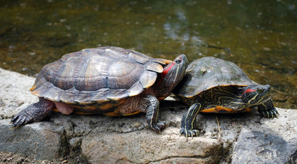 Fototapeta premium Turtles