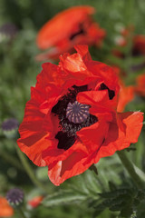 T&uuml;rkischer Mohn