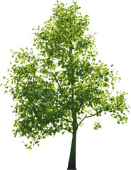 Obraz premium Vector green tree..