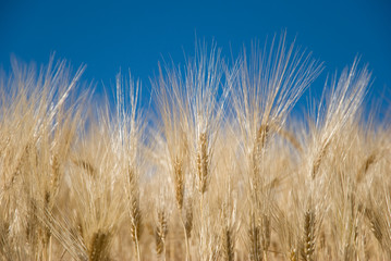 Spighe di grano al cielo