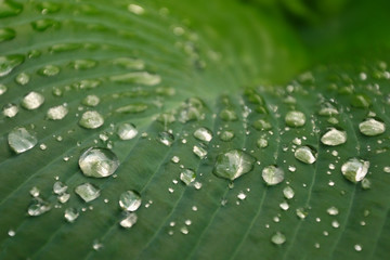 Tautropfen auf Funkienblatt