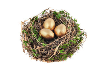 Bird's nest with golden eggs